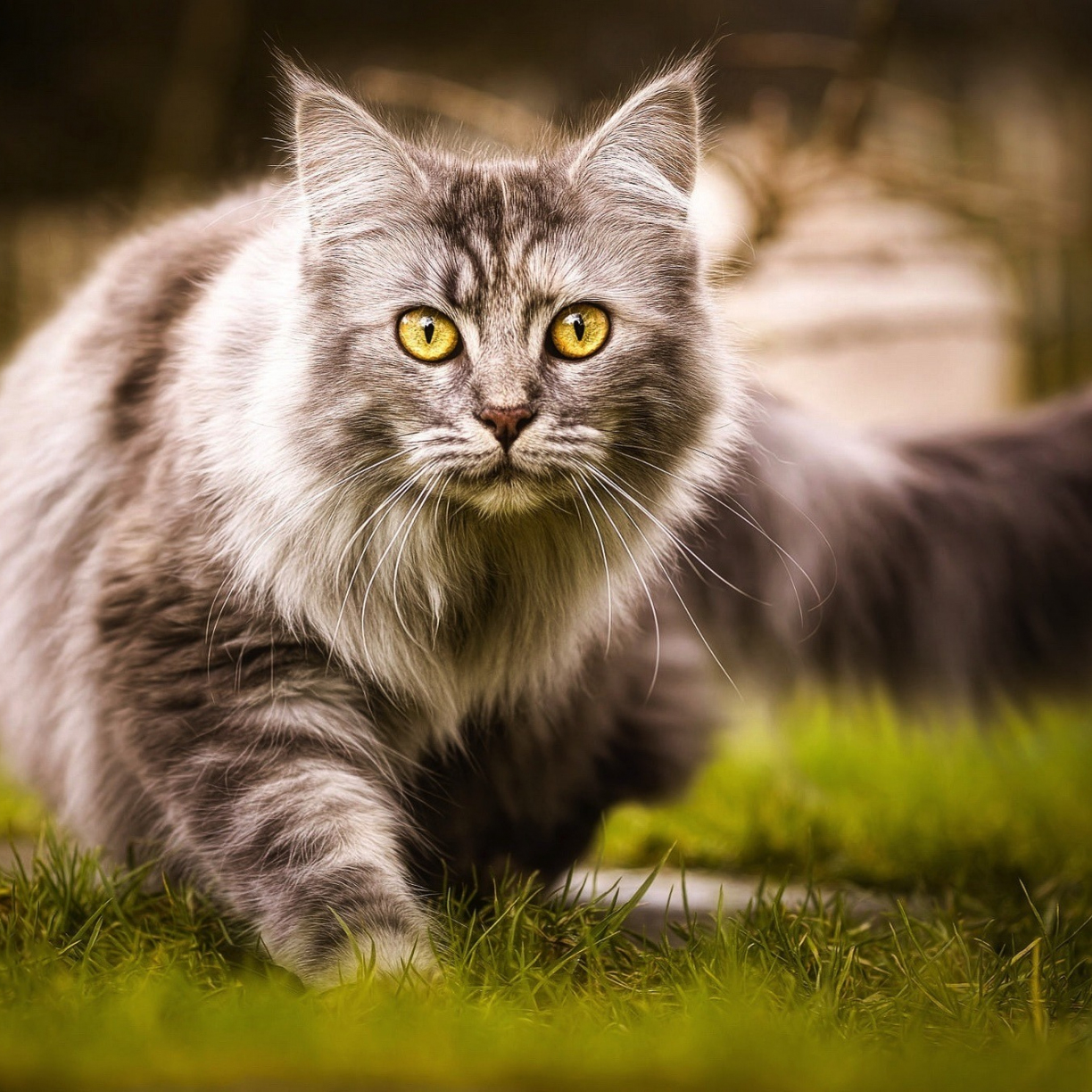 Wallpaper feline, furry animal, cat, starring desktop wallpaper, hd ...