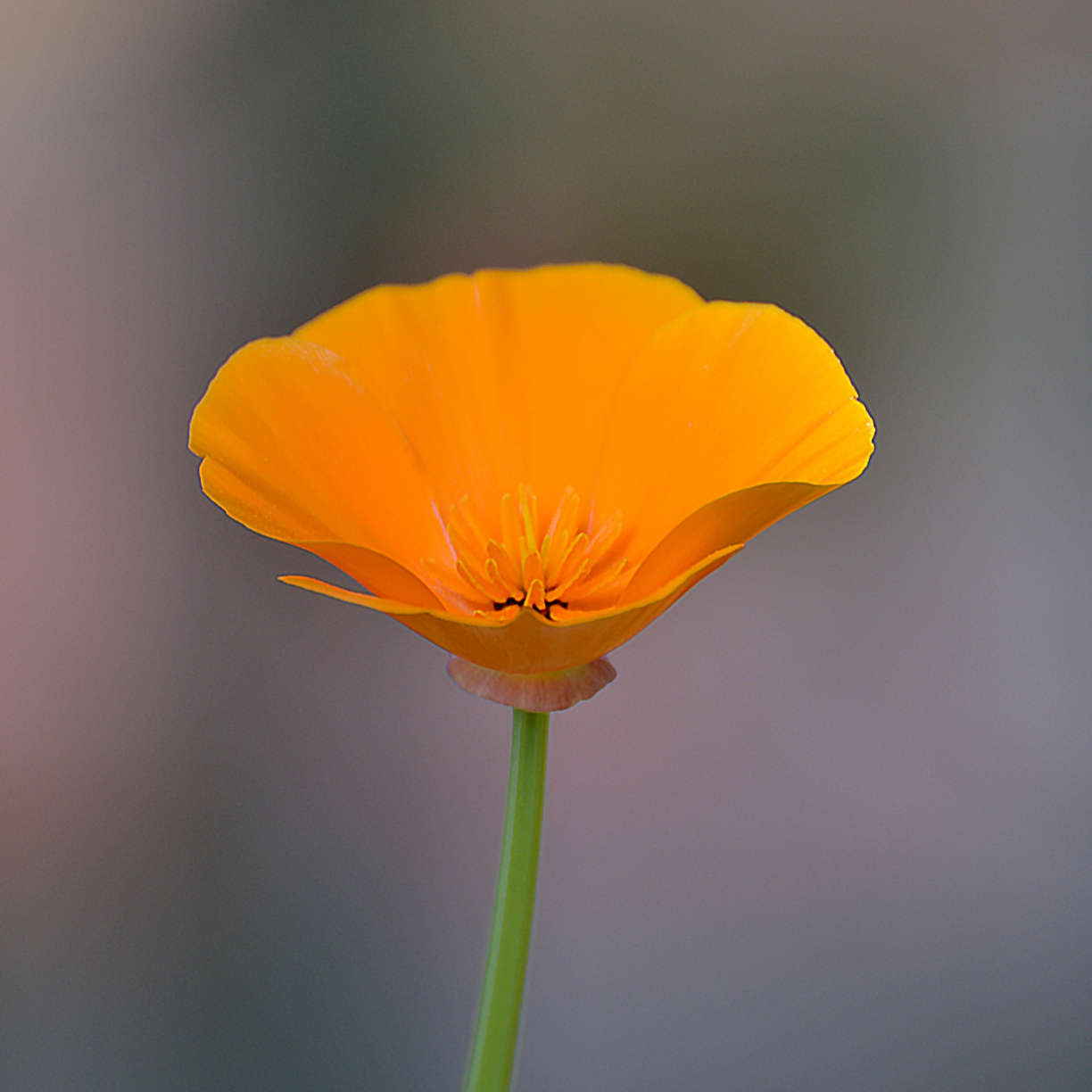 Wallpaper orange, poppy, portrait desktop wallpaper, hd image, picture