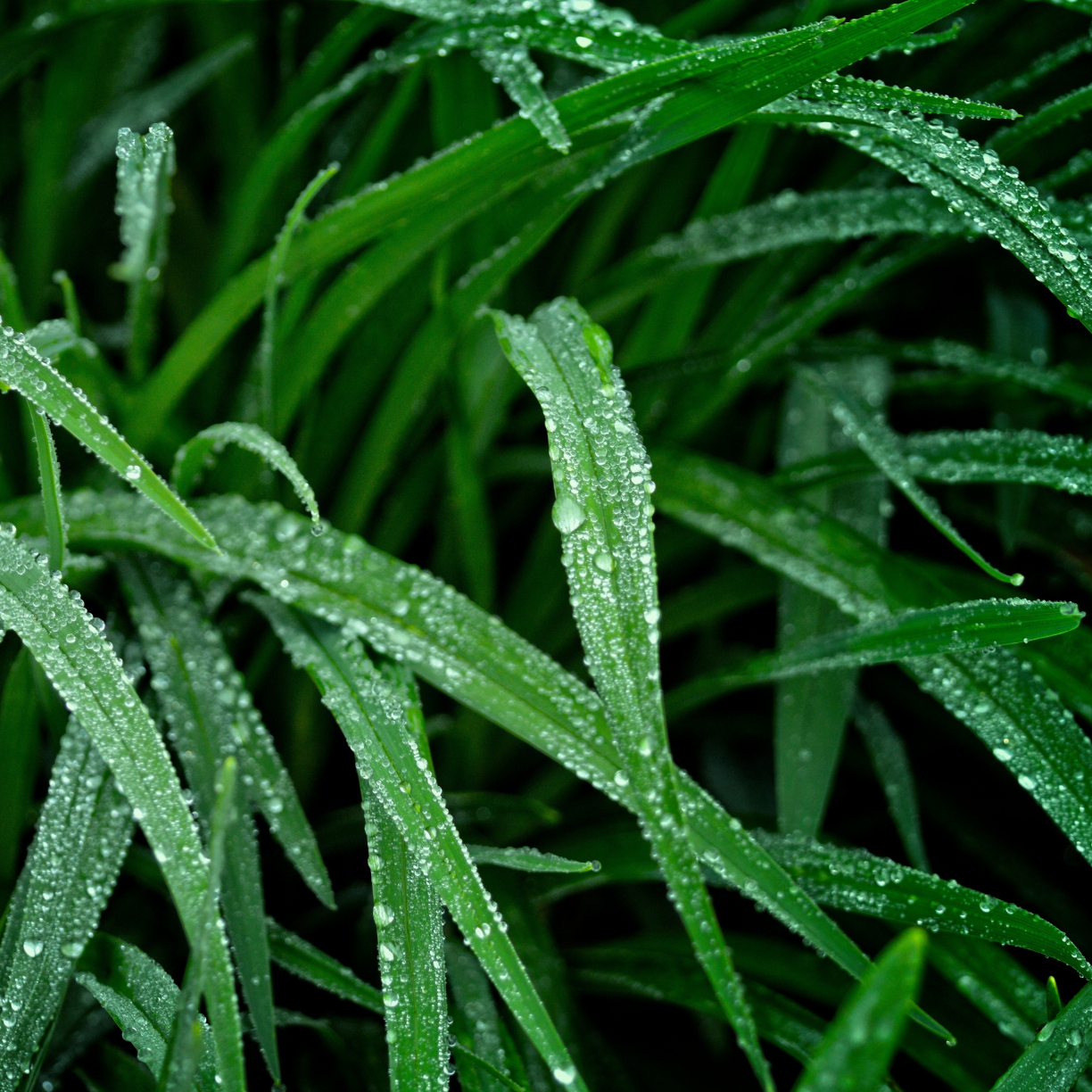 Wallpaper green grass, nature, droplets desktop wallpaper, hd image