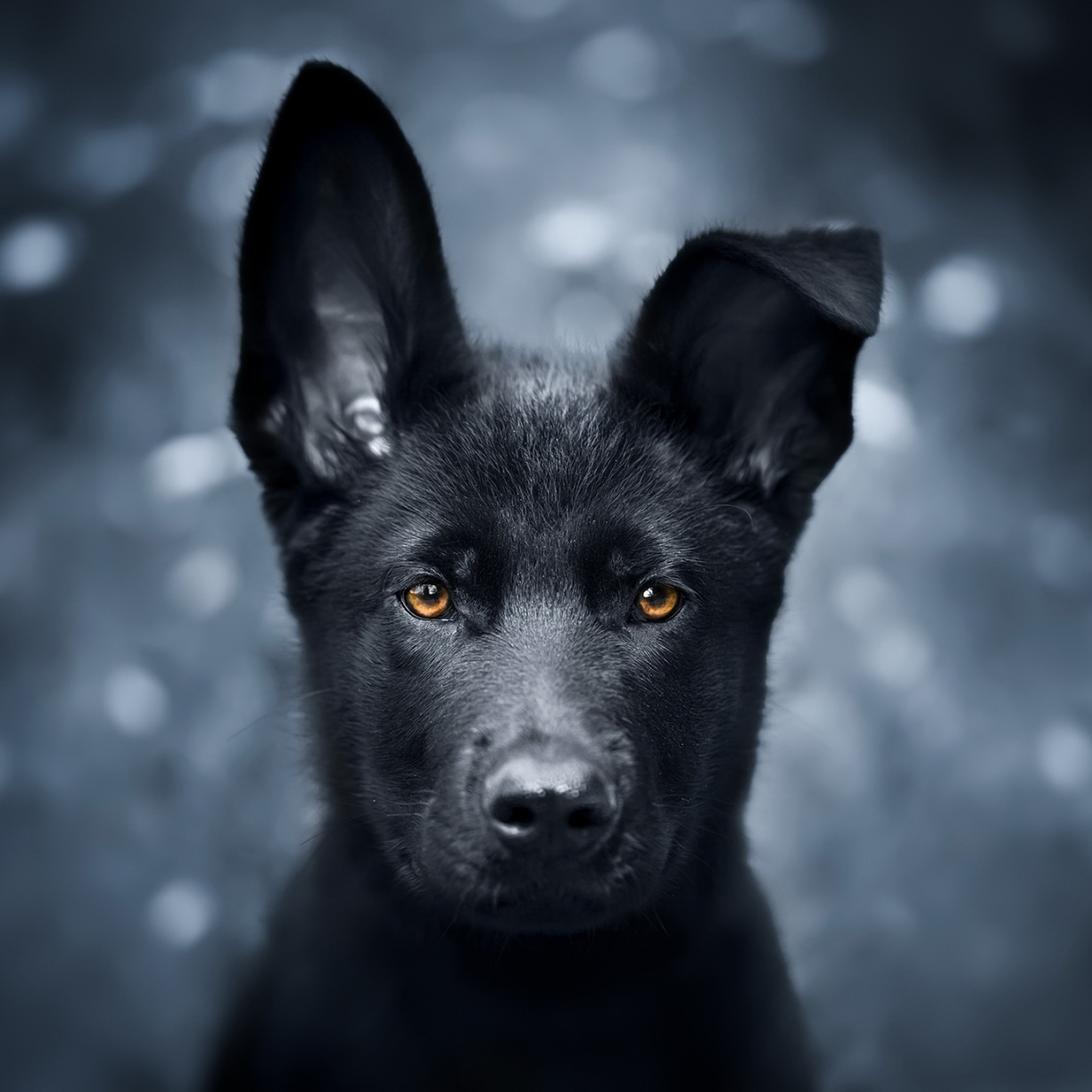 Wallpaper pet, black puppy, german shepherd desktop wallpaper, hd image,  picture, background, eed0da | wallpapersmug