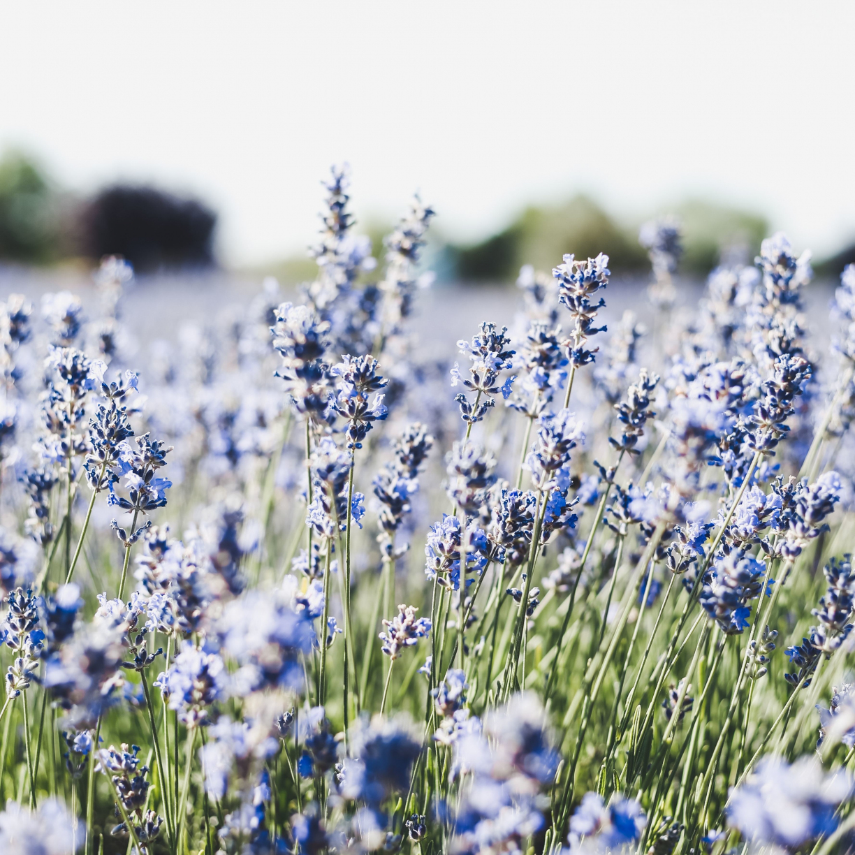 Wallpaper meadow, blue, small flowers, flora desktop wallpaper, hd ...