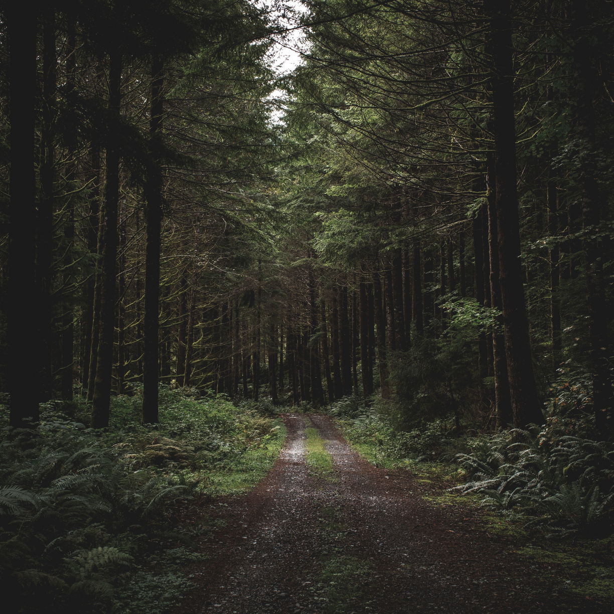 Dirt road, path, trees, forest, greenery, 1224x1224 wallpaper