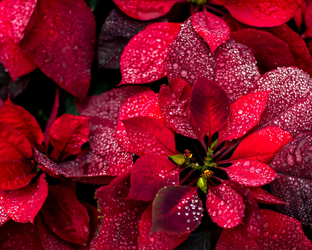 Colorful red leaves, nature, plant, close up, 1280x1024 wallpaper