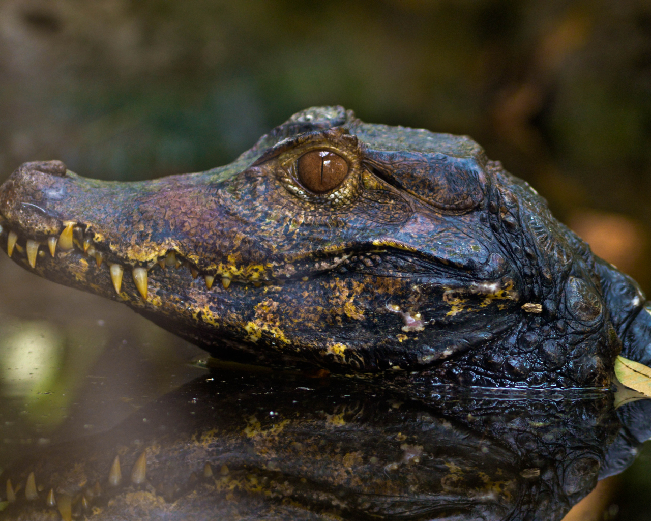 Download wallpaper 1280x1024 alligator, muzzle, reflections, animals ...