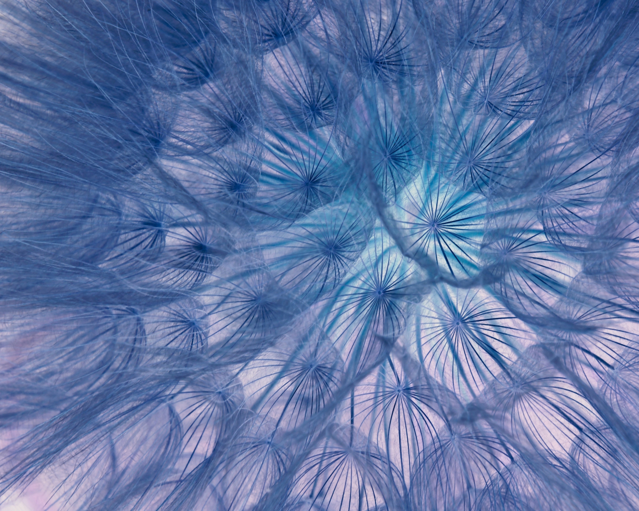 Flower, threads, close-up, dandelion, 1280x1024 wallpaper