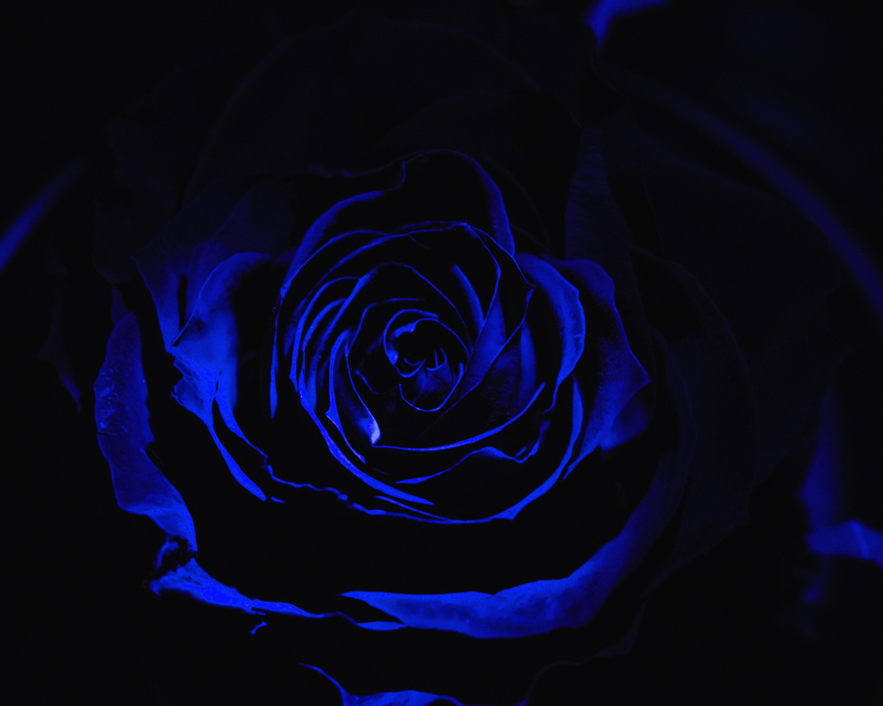 Download wallpaper 1280x1024 blue rose, dark, close up, standard 5:4 fullscreen  wallpaper, 1280x1024 hd background, 10127