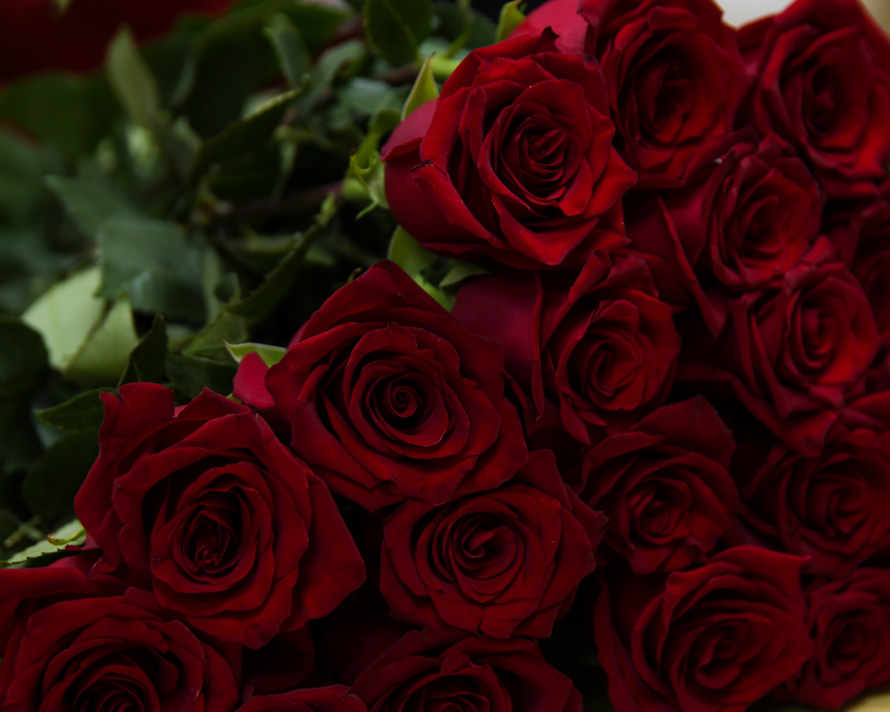 Download wallpaper 1280x1024 beautiful, flowers, red roses, standard 5: ...