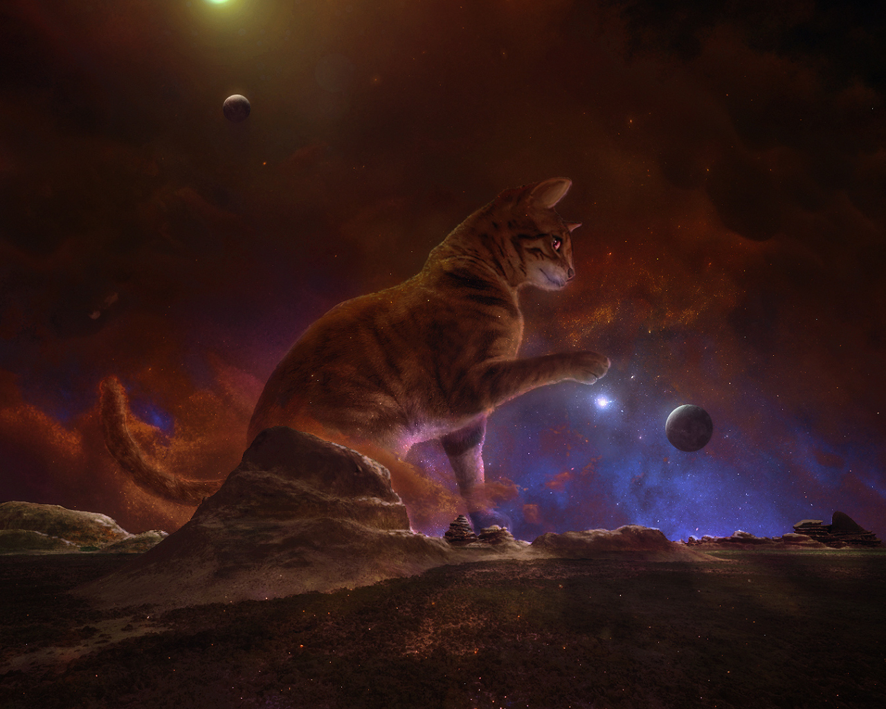 кошачья планета картинки