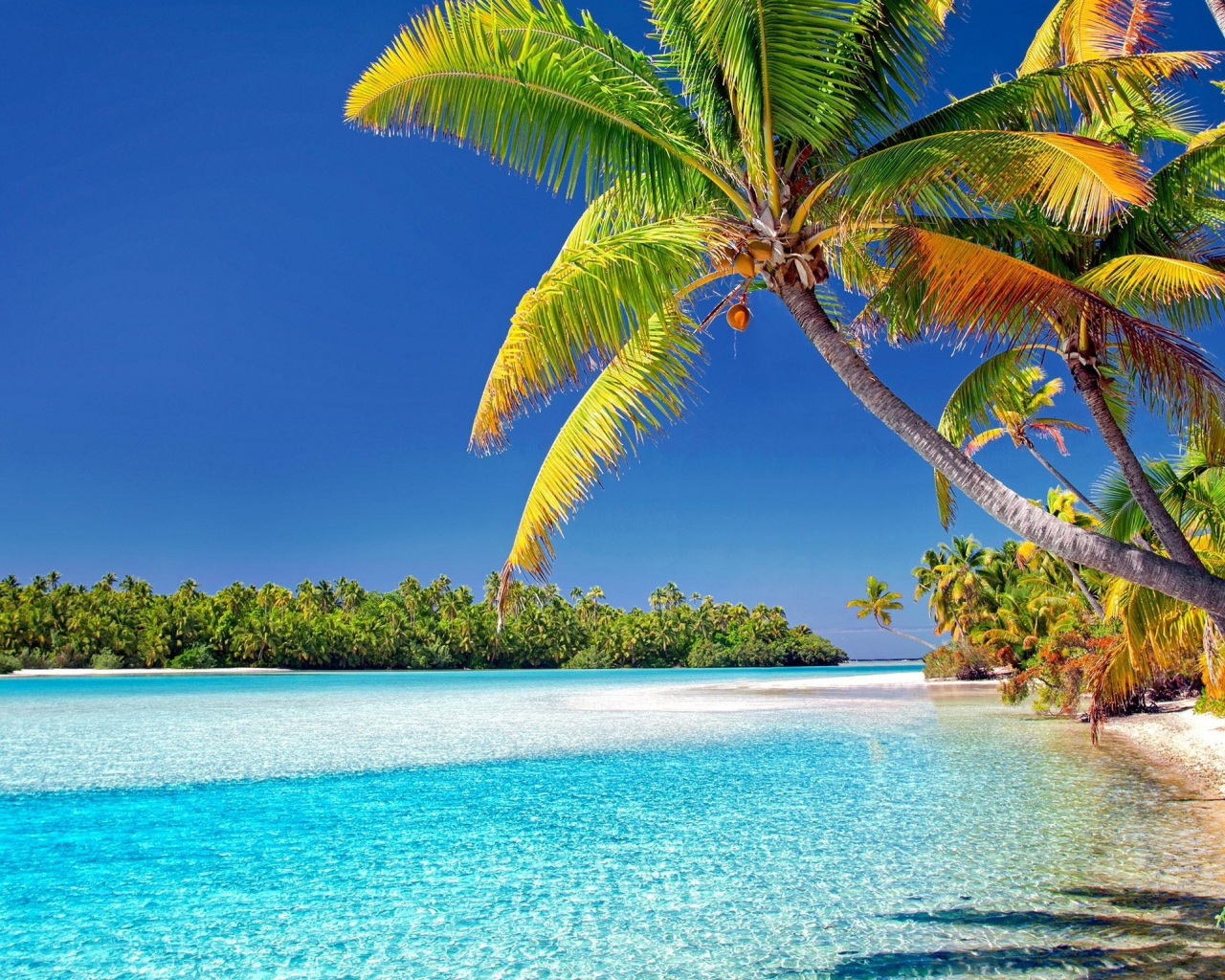 Download Cook Islands Beach Sunny Day Palm Trees 1280x1024 Wallpaper