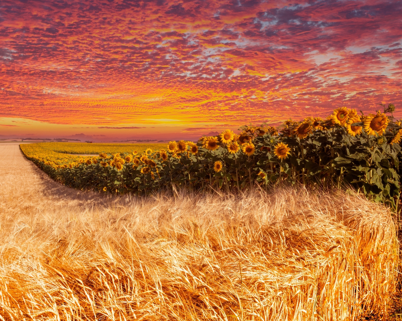 Wheat and sunflower farm, sunset, 1280x1024 wallpaper