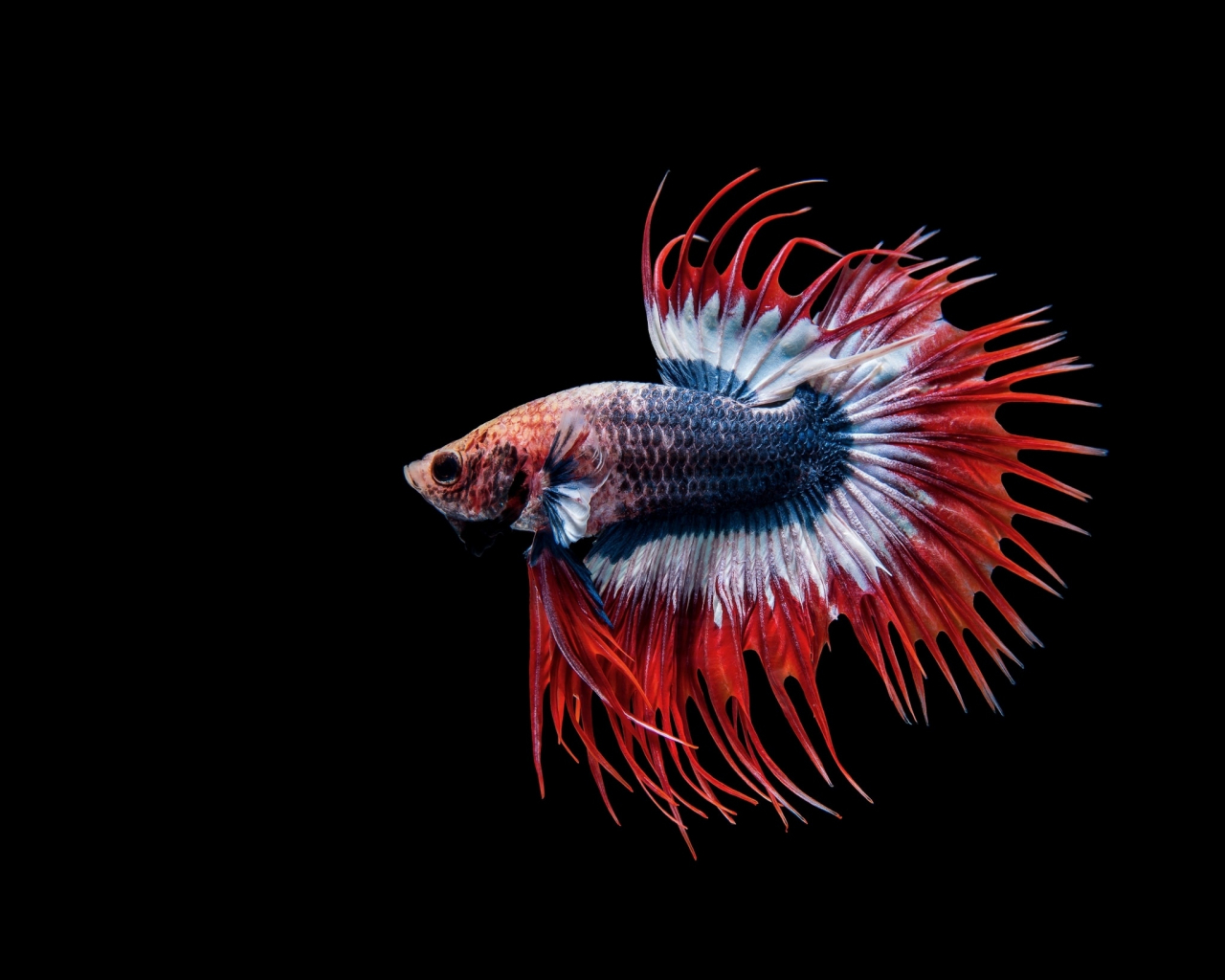 Download wallpaper 1280x1024 betta fish, siamese fighting fish, close ...