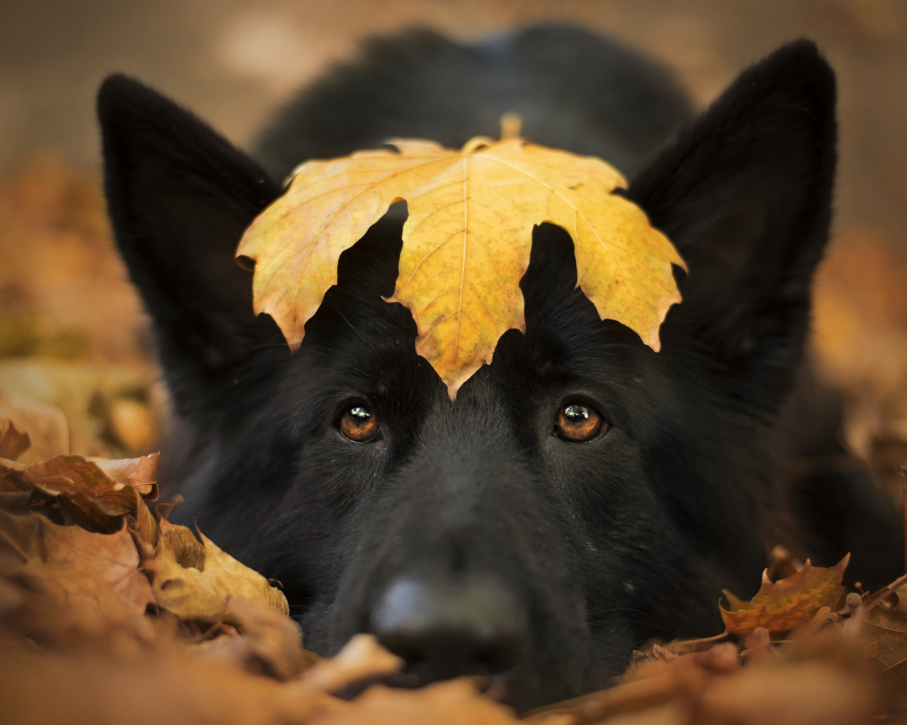 Dog and autumn, cute stare, close up, 1280x1024 wallpaper