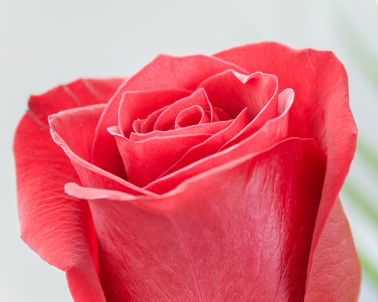 Download Red Rose Flower Close Up Bud 1280x1024 Wallpaper Standard 5 4 Fullscreen Wallpaper 1280x1024 Hd Image Background 697