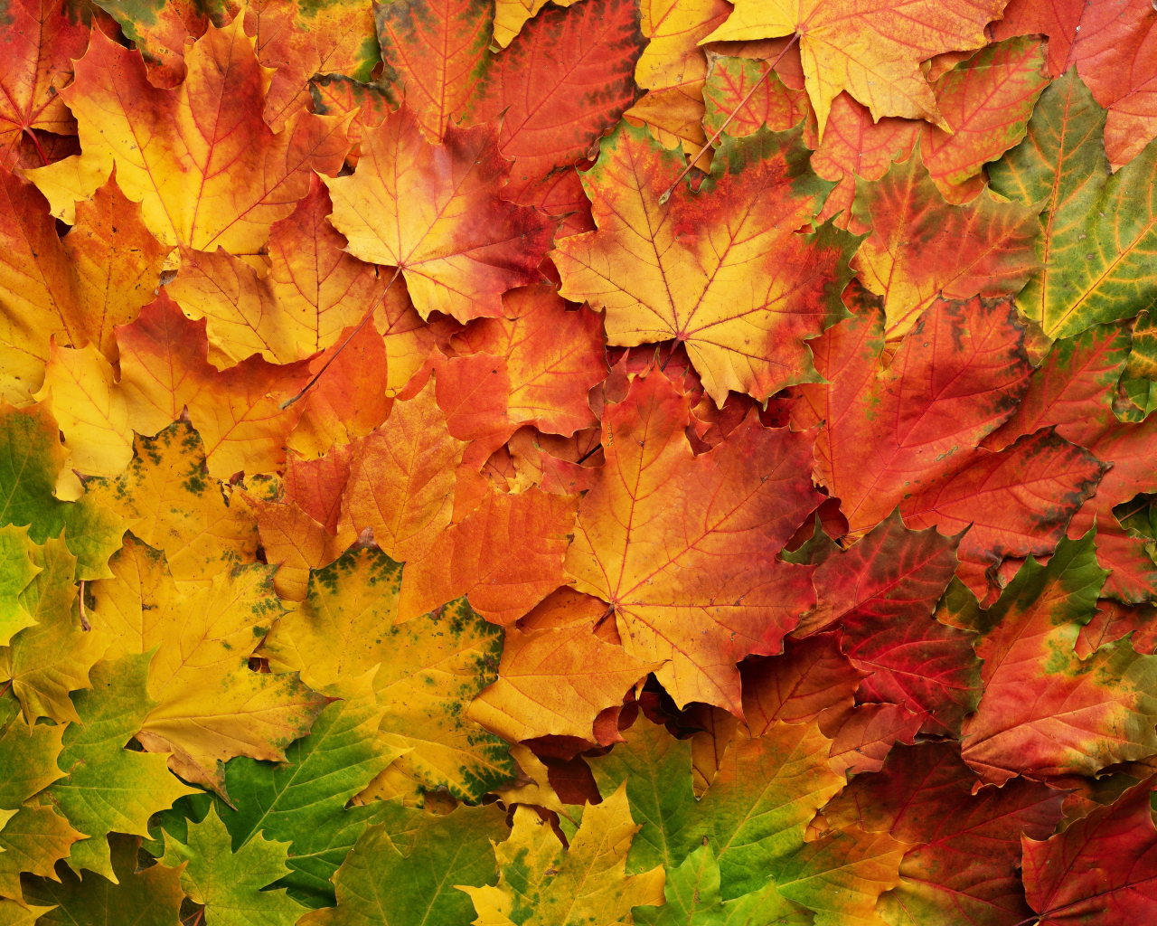 Download wallpaper 1280x1024 autumn, leaf, colored, standard 5:4 ...