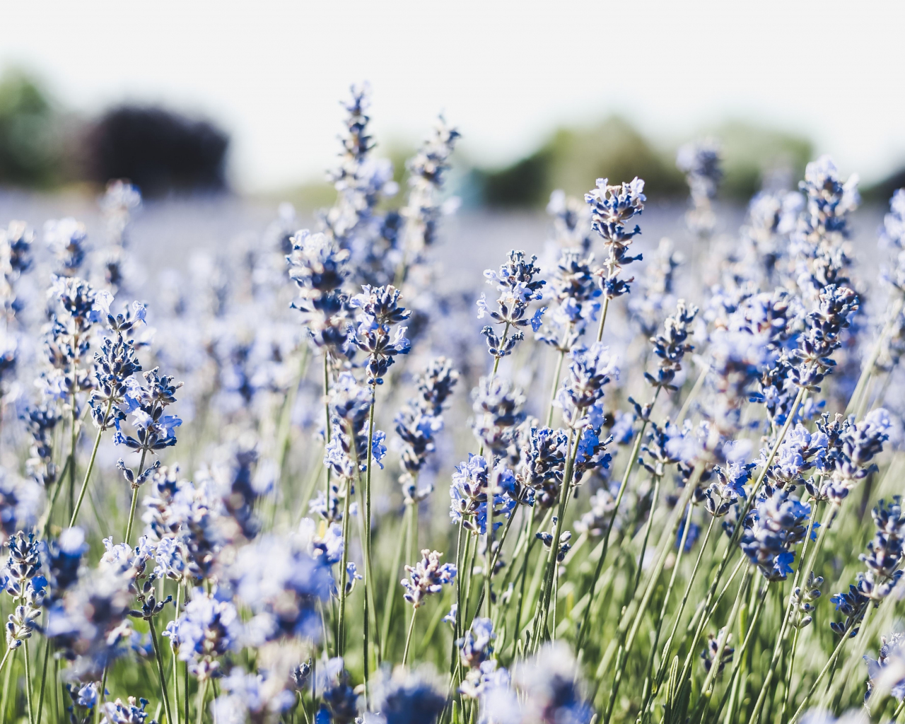 Download meadow, blue, small flowers, flora 1280x1024 wallpaper ...