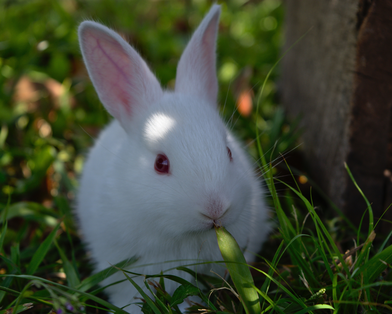 Download wallpaper 1280x1024 cute, white rabbit, animal, standard 5:4 ...