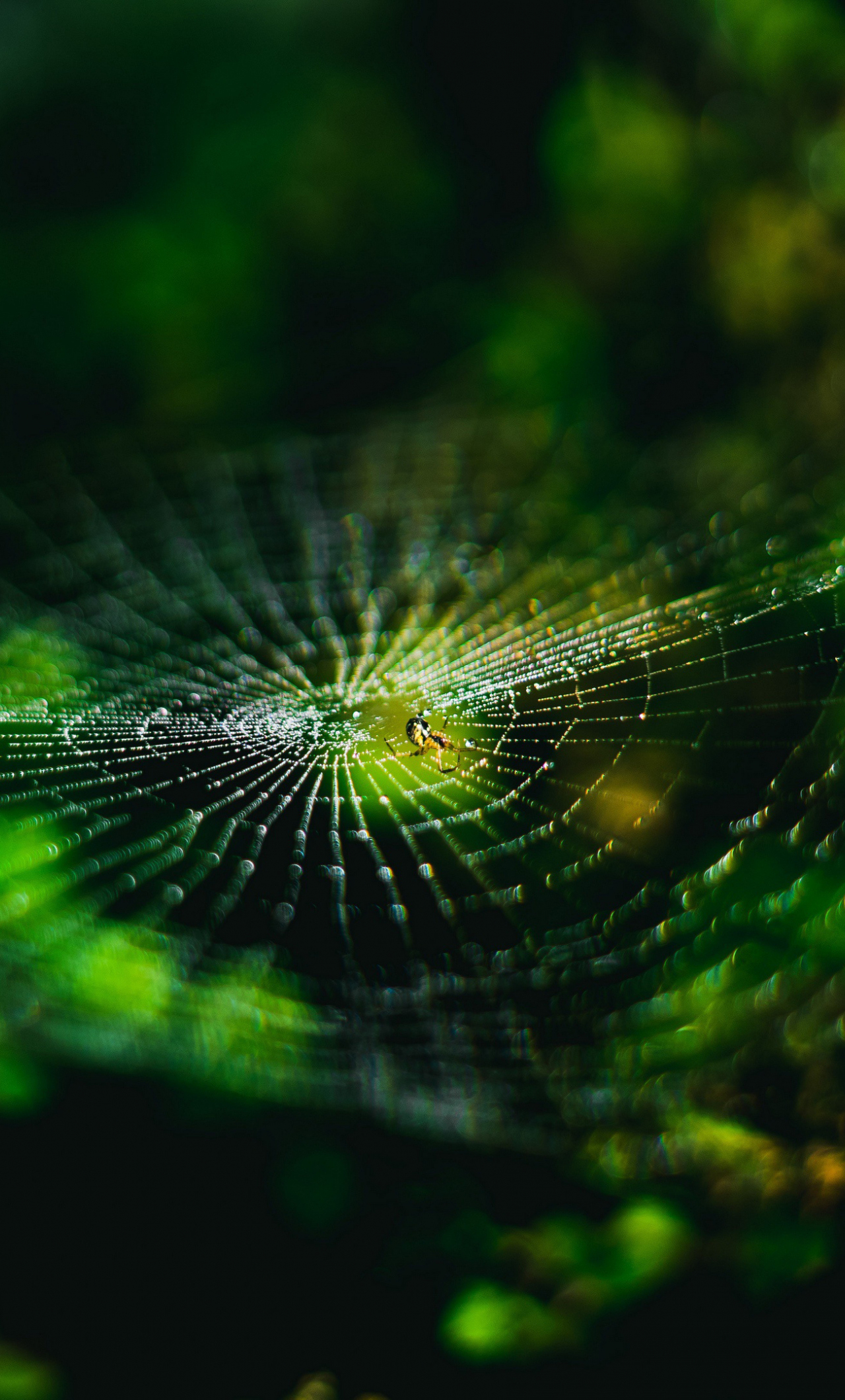 Spider Web Backgrounds (34+ images)