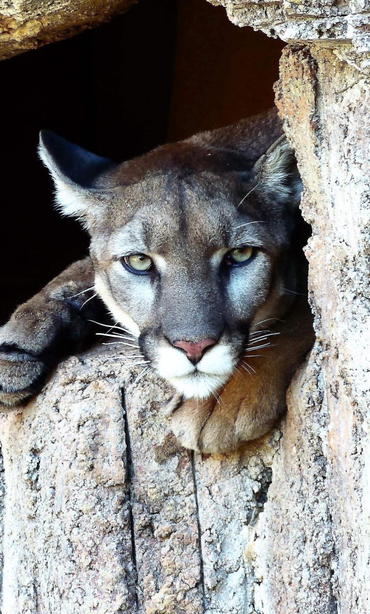 Download 1280x21 Wallpaper Puma Cougar Wild Cat Predator Stare Iphone 6 Plus 1280x21 Hd Image Background 9597