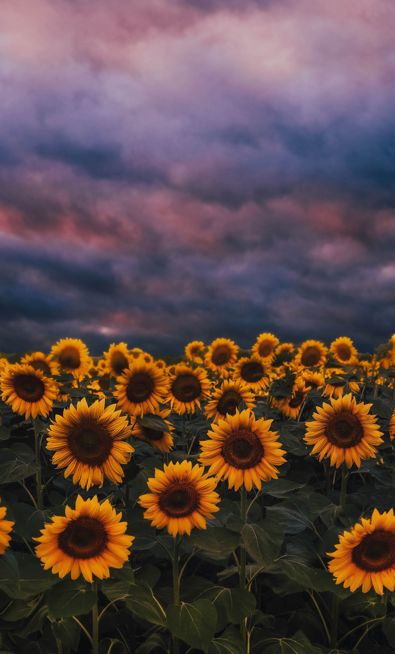 Nature Sunflower Field Landscape iPhone 8 Wallpapers Free Download