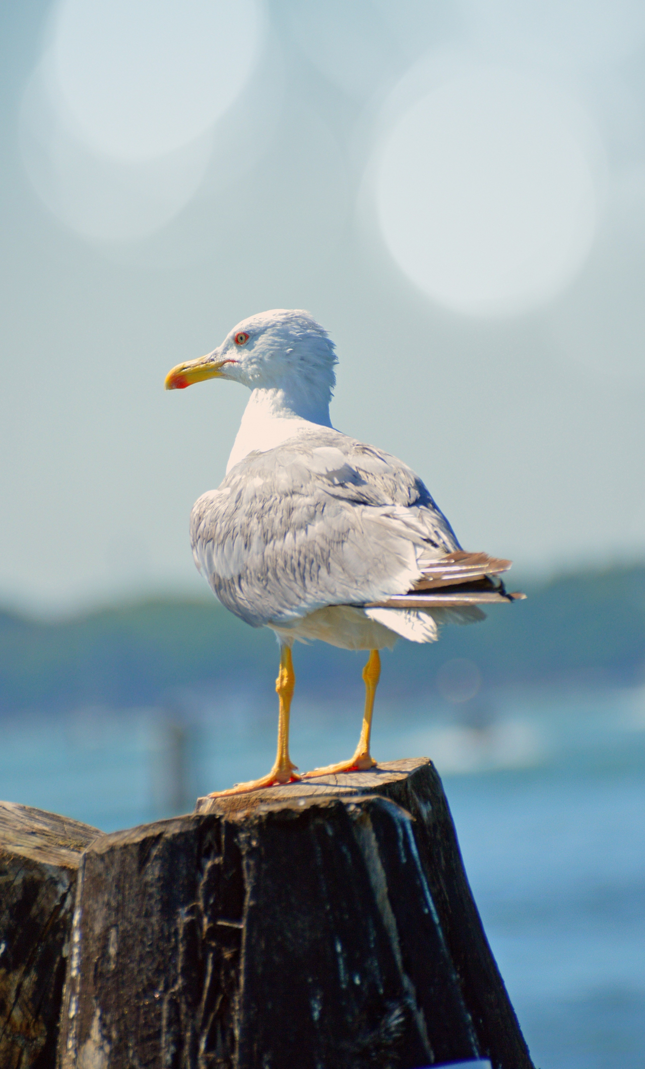 seagull bird seabird