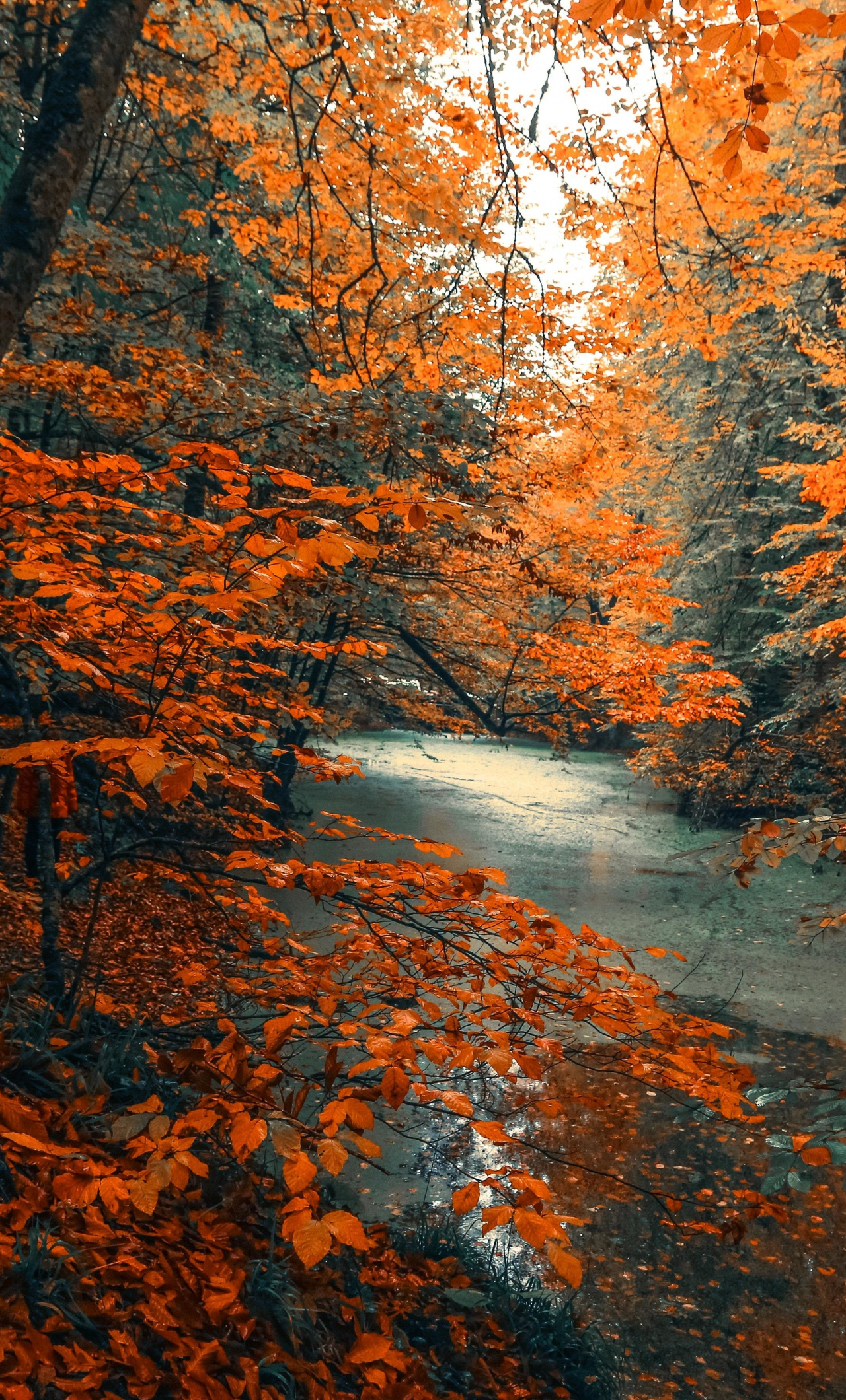 Cây, rừng, thiên nhiên, nhánh cam: Các biểu tượng của thiên nhiên như cây, rừng, nhánh cam đều có sắc màu đặc trưng và đầy sức sống. Những bức ảnh của chúng sẽ đem lại cho bạn những cảm xúc tuyệt vời, khi mà bạn được tận hưởng vẻ đẹp hoang sơ và mạnh mẽ của thiên nhiên.