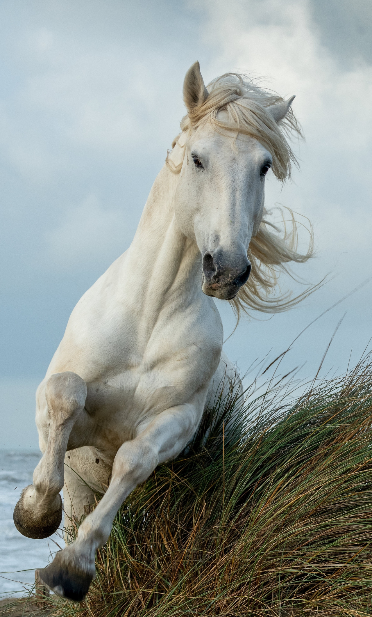 Download wallpaper 1280x2120 white horse, run, animal, iphone 6 plus,  1280x2120 hd background, 26277