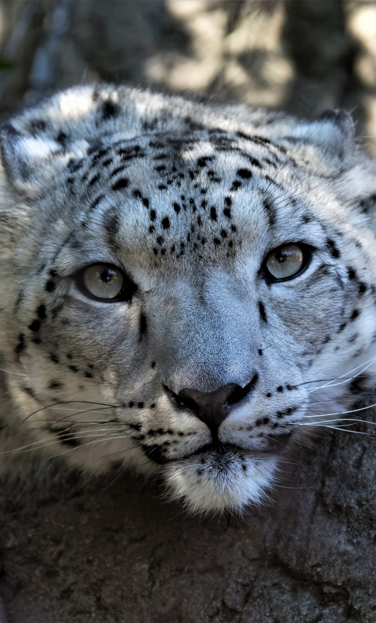 Download 1280x21 Wallpaper Snow Leopard Muzzle Curious Wildlife Iphone 6 Plus 1280x21 Hd Image Background 4119