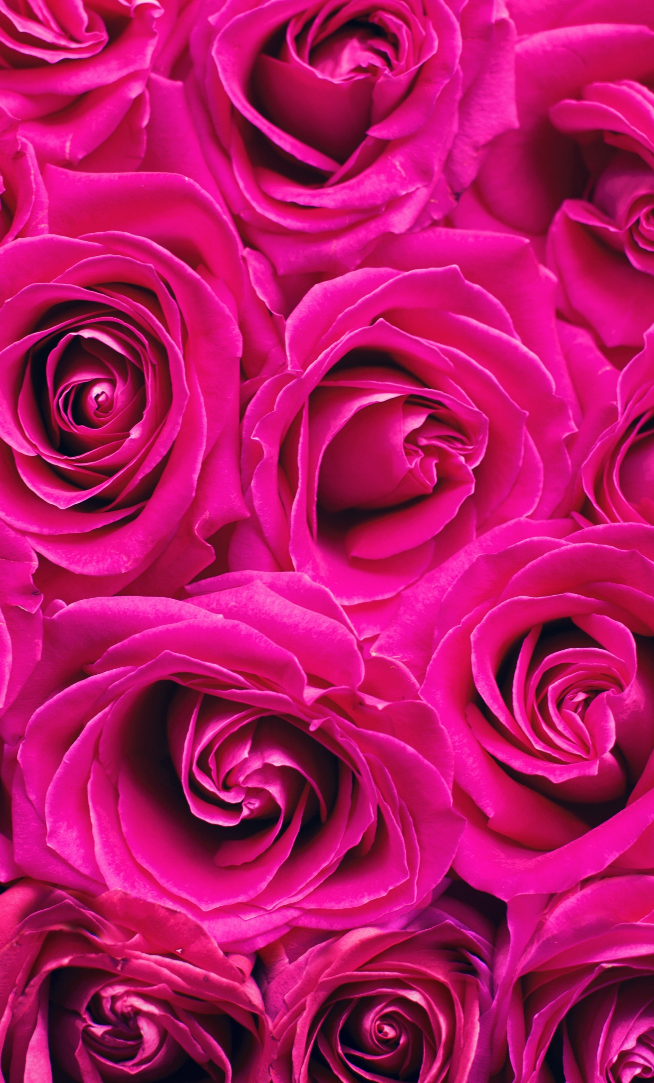 Download wallpaper 1280x2120 pink roses, decorations, bouquet, iphone 6 ...