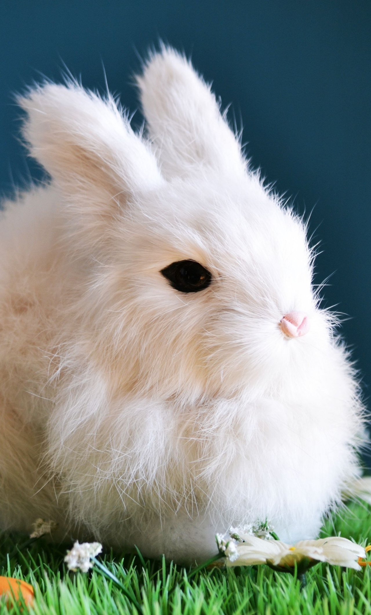 Rabbit Photos, Download The BEST Free Rabbit Stock Photos & HD Images