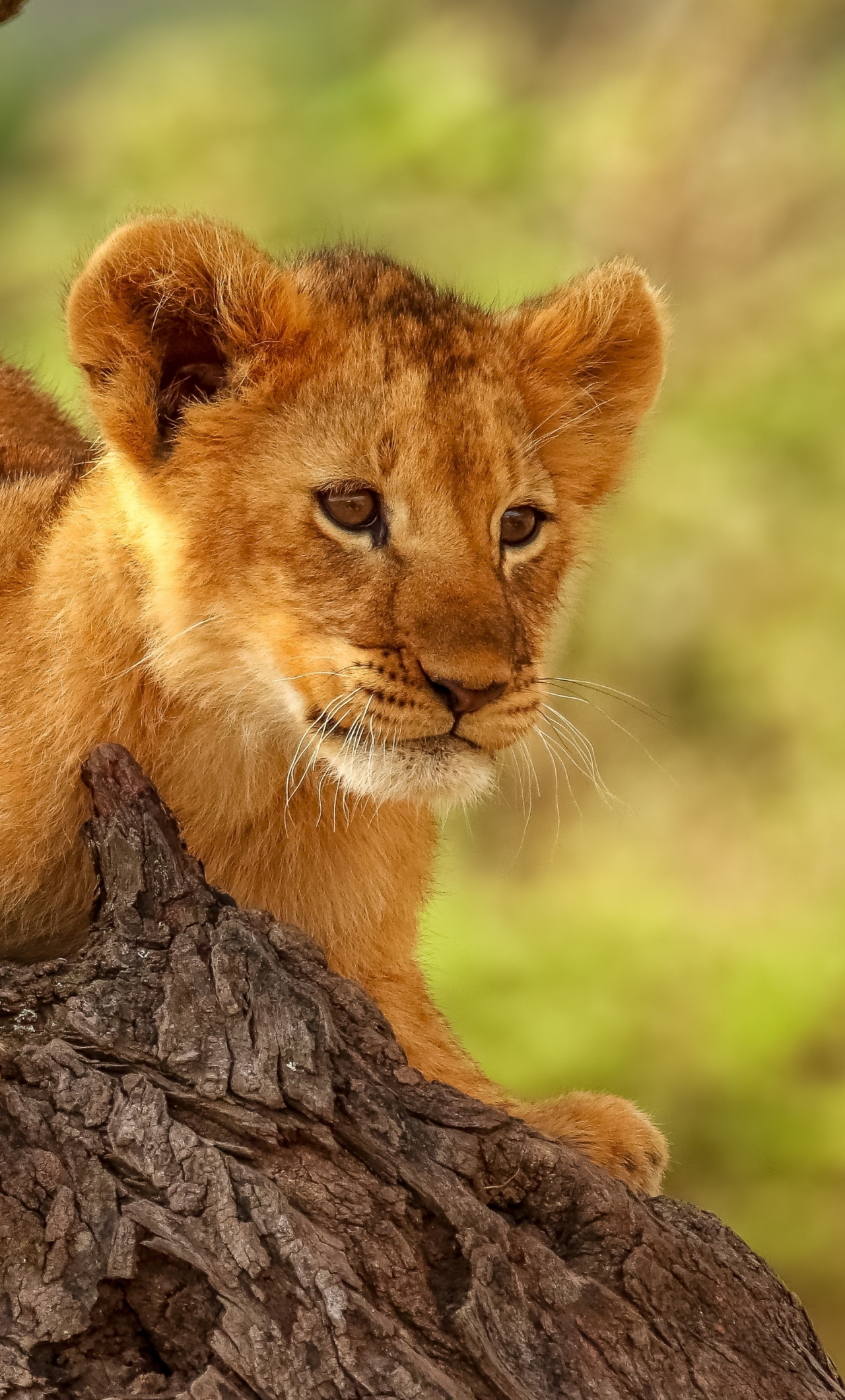 Download wallpaper 1280x2120 lion cub, cute, animal, iphone 6 plus ...