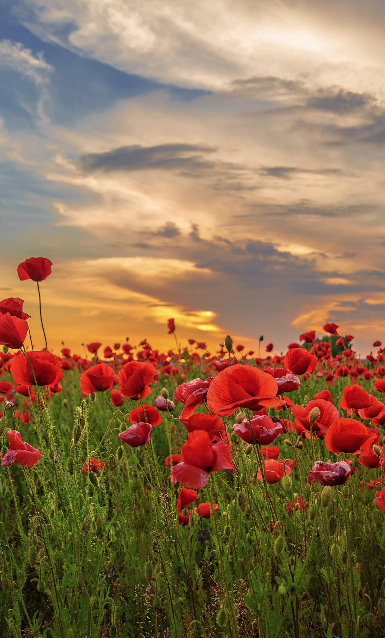 Poppy Wallpapers  Top Free Poppy Backgrounds  WallpaperAccess