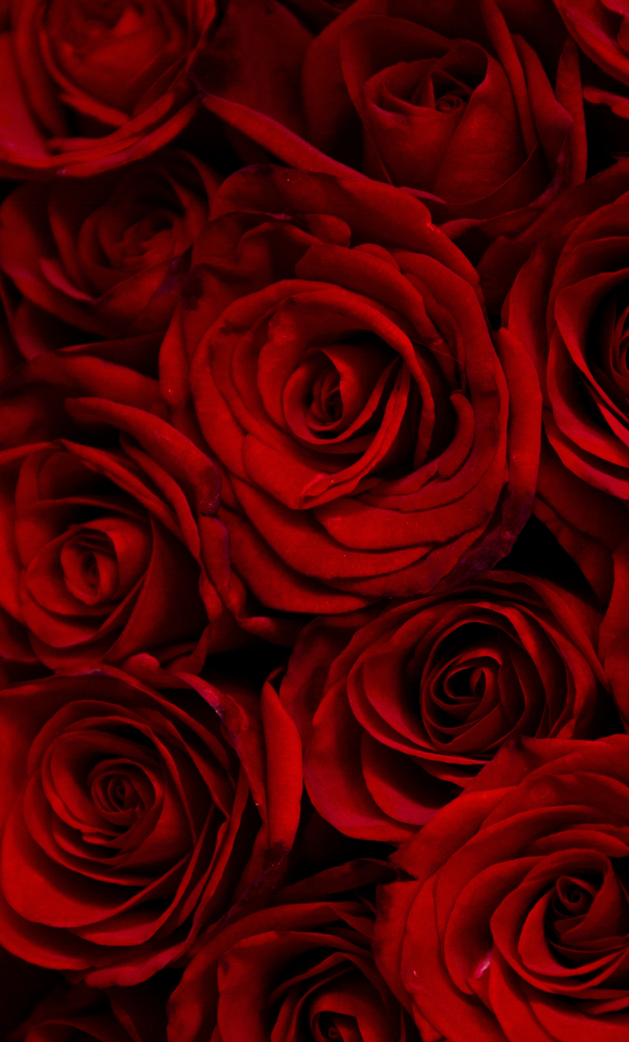 Download wallpaper 1280x2120 dark red roses decorative iphone 6 plus  1280x2120 hd background 9700