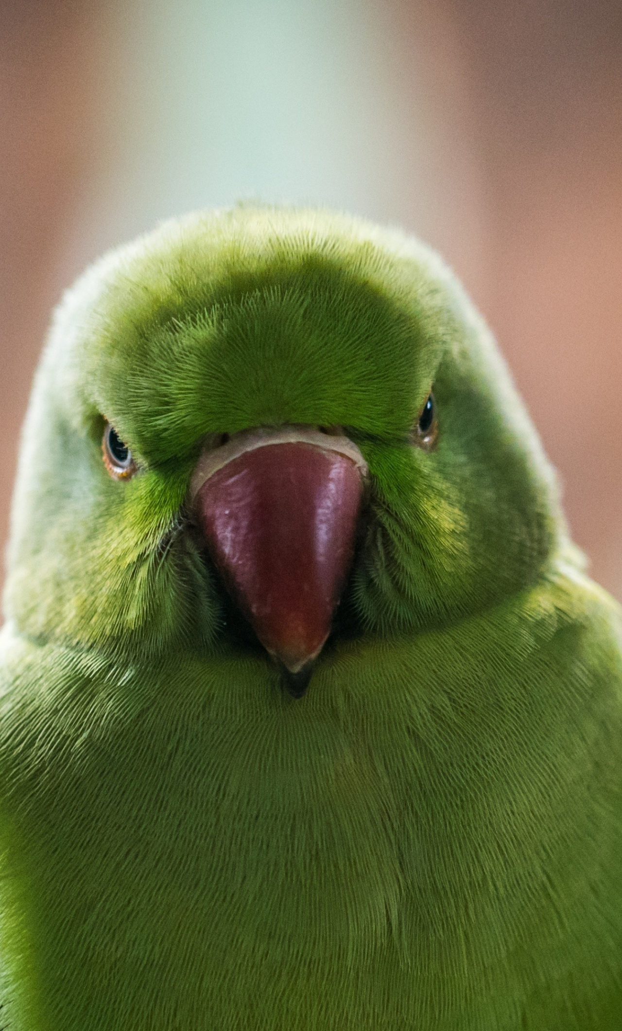 Download wallpaper 1280x2120 close up, green parrot, beautiful, iphone 6  plus, 1280x2120 hd background, 3784
