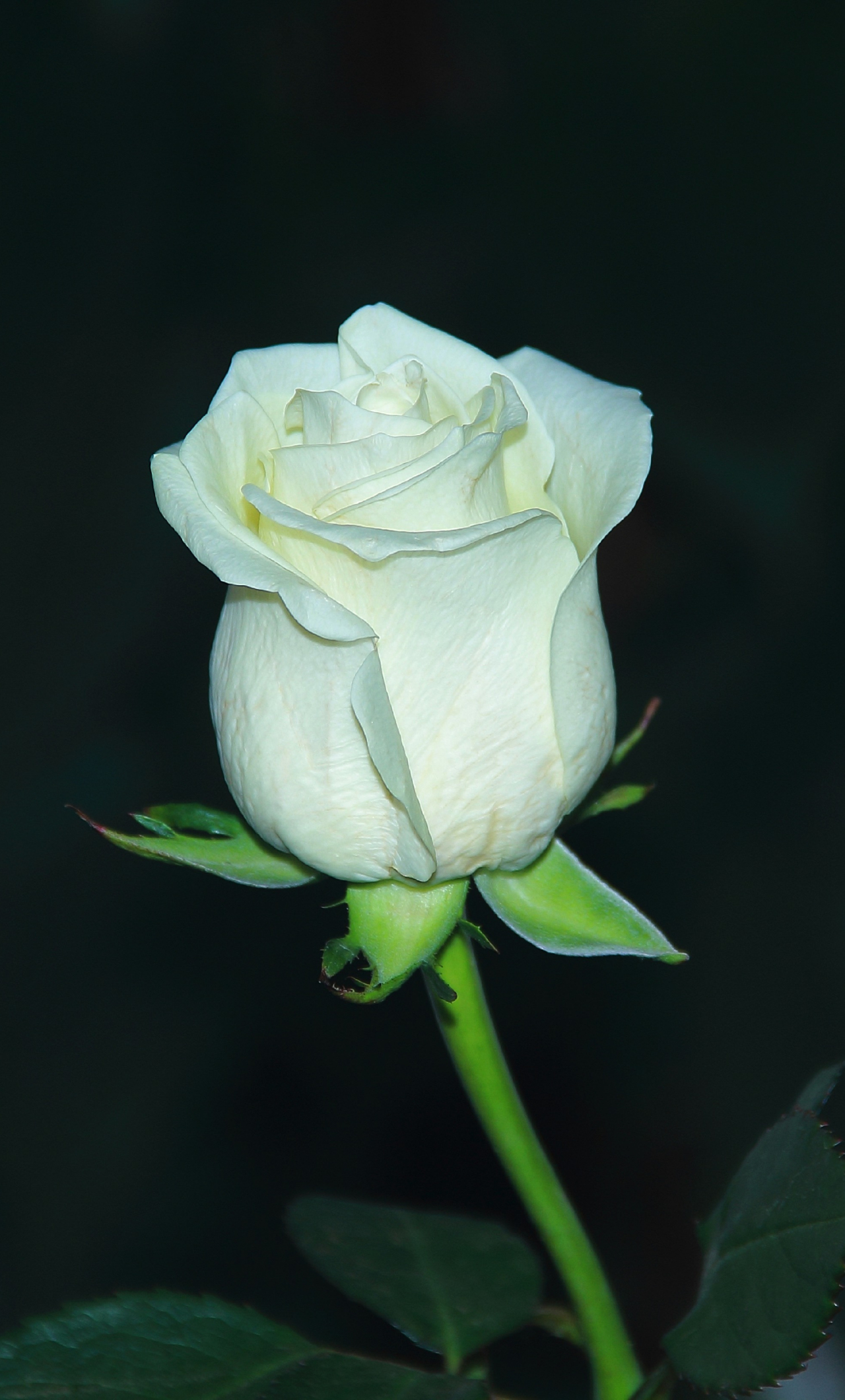 Download wallpaper 1280x2120 white rose, bud, flower, portrait, iphone 6  plus, 1280x2120 hd background, 2230