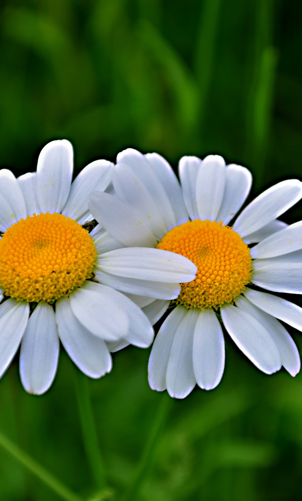 Download Wallpaper 1280x2120 Daisy Flowers Pair Blur Iphone 6 Plus