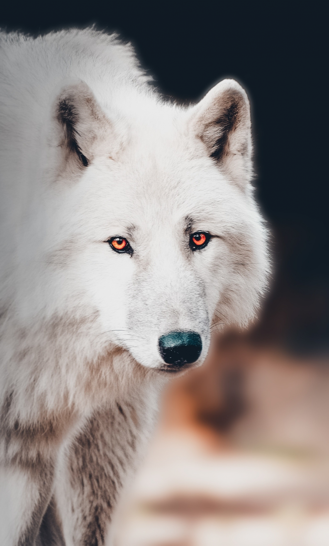 White Wolf Ai Art iPhone Wallpaper HD  iPhone Wallpapers