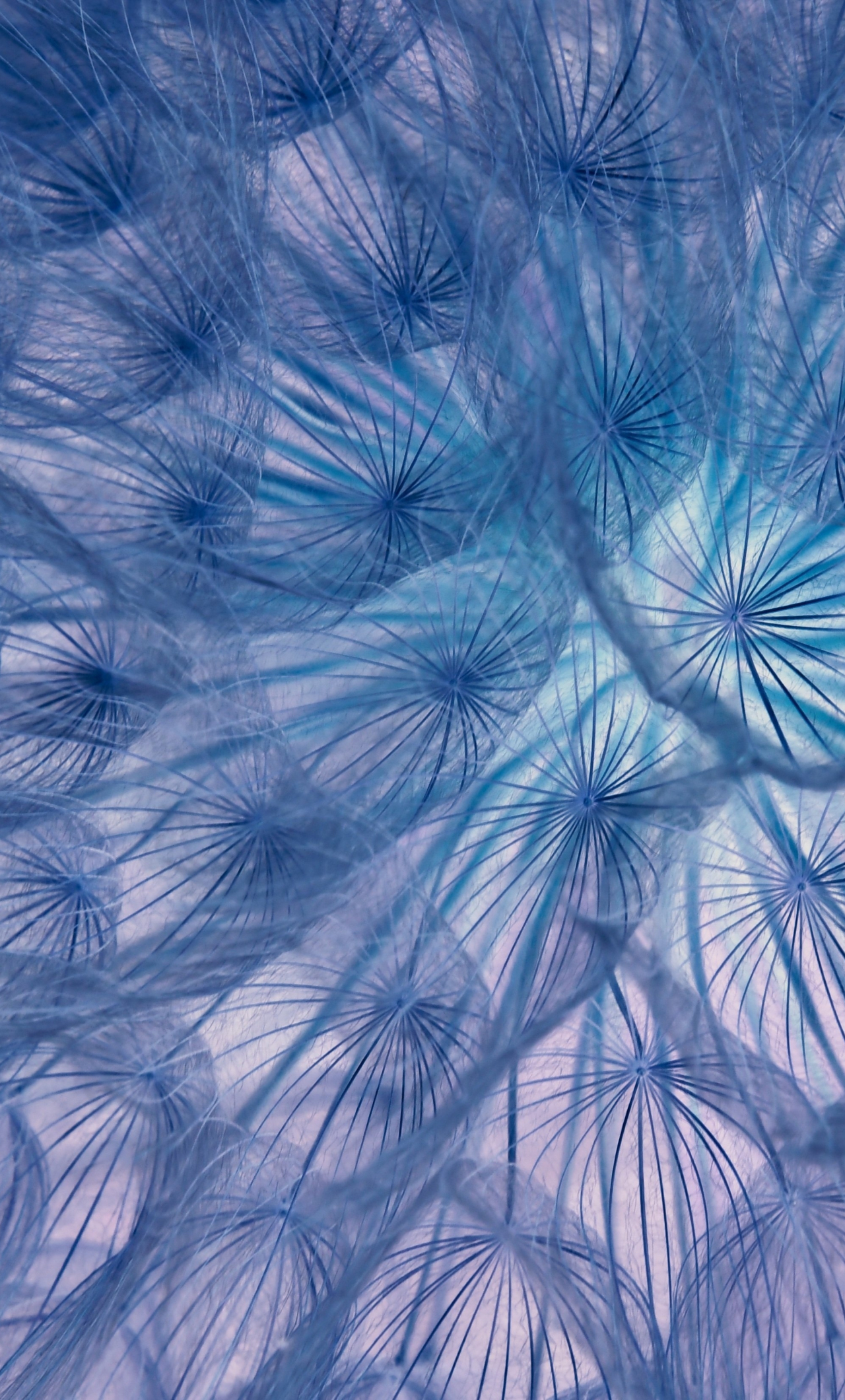 Flower, threads, close-up, dandelion, 1280x2120 wallpaper
