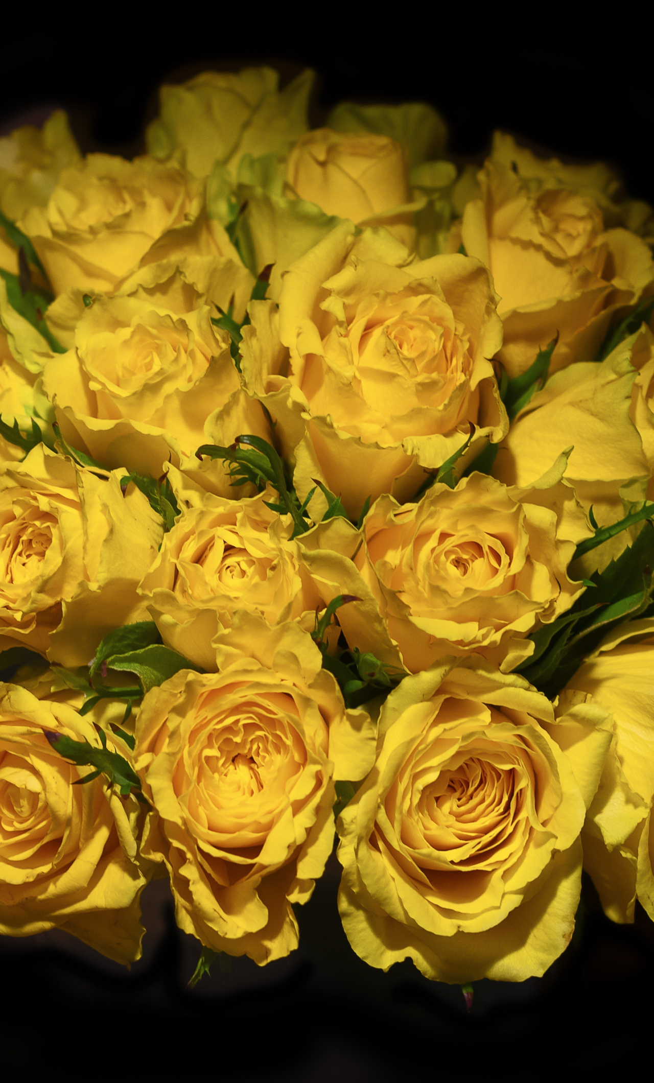 Download wallpaper 1280x2120 yellow roses, portrait, bouquet, iphone 6  plus, 1280x2120 hd background, 9249