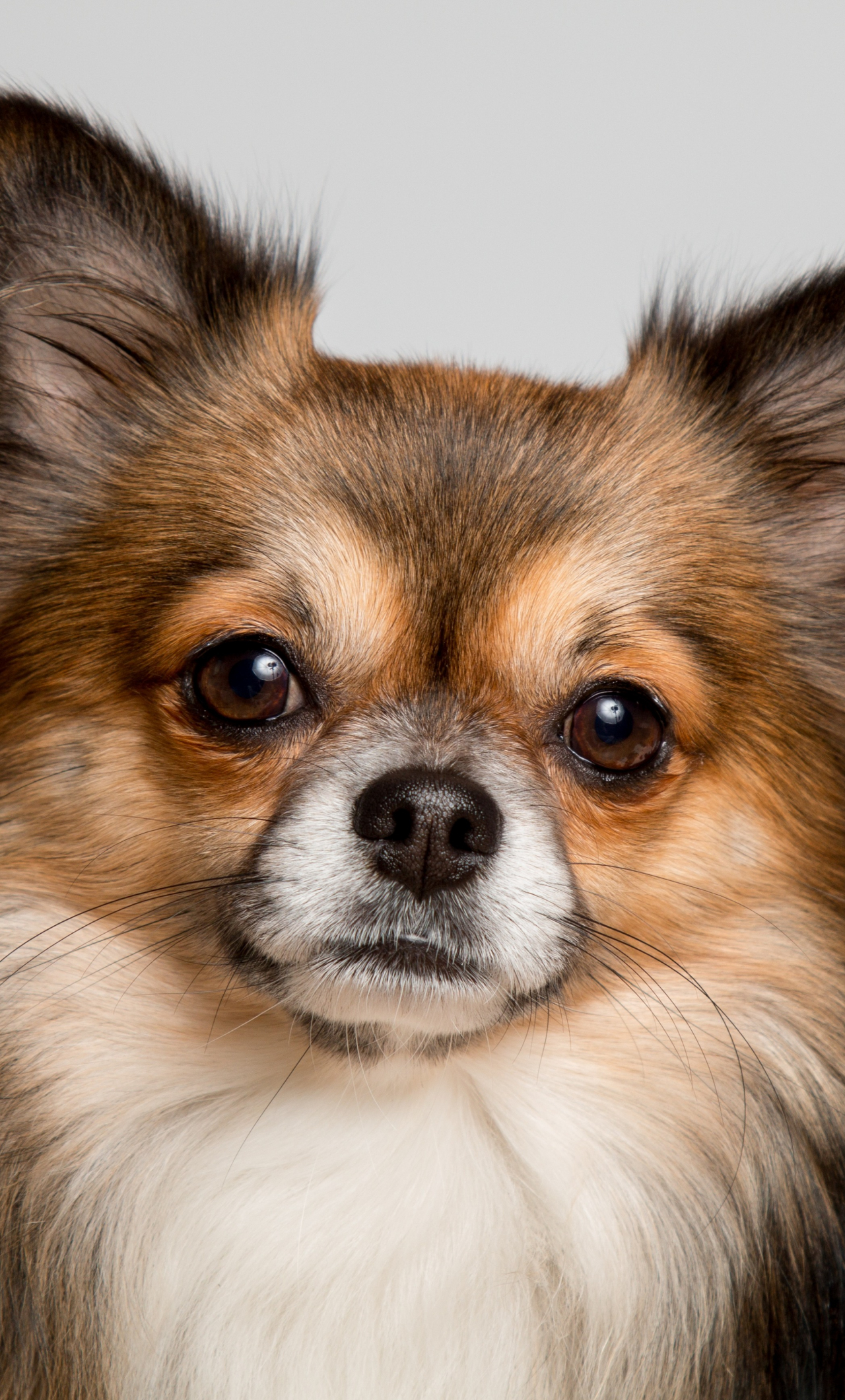 Download 1280x2120 wallpaper chihuahua, dog, cute muzzle
