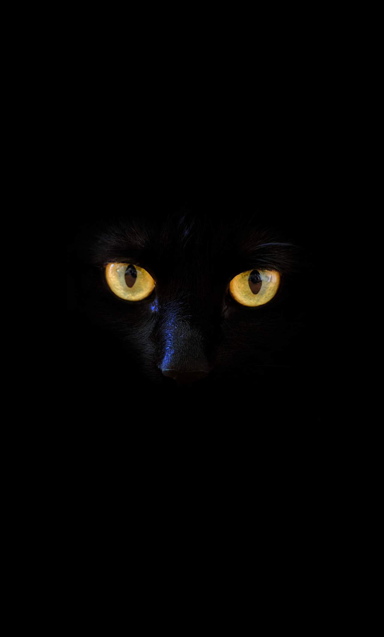 Download wallpaper 1280x2120 black cat, yellow eyes, portrait, iphone 6  plus, 1280x2120 hd background, 18010