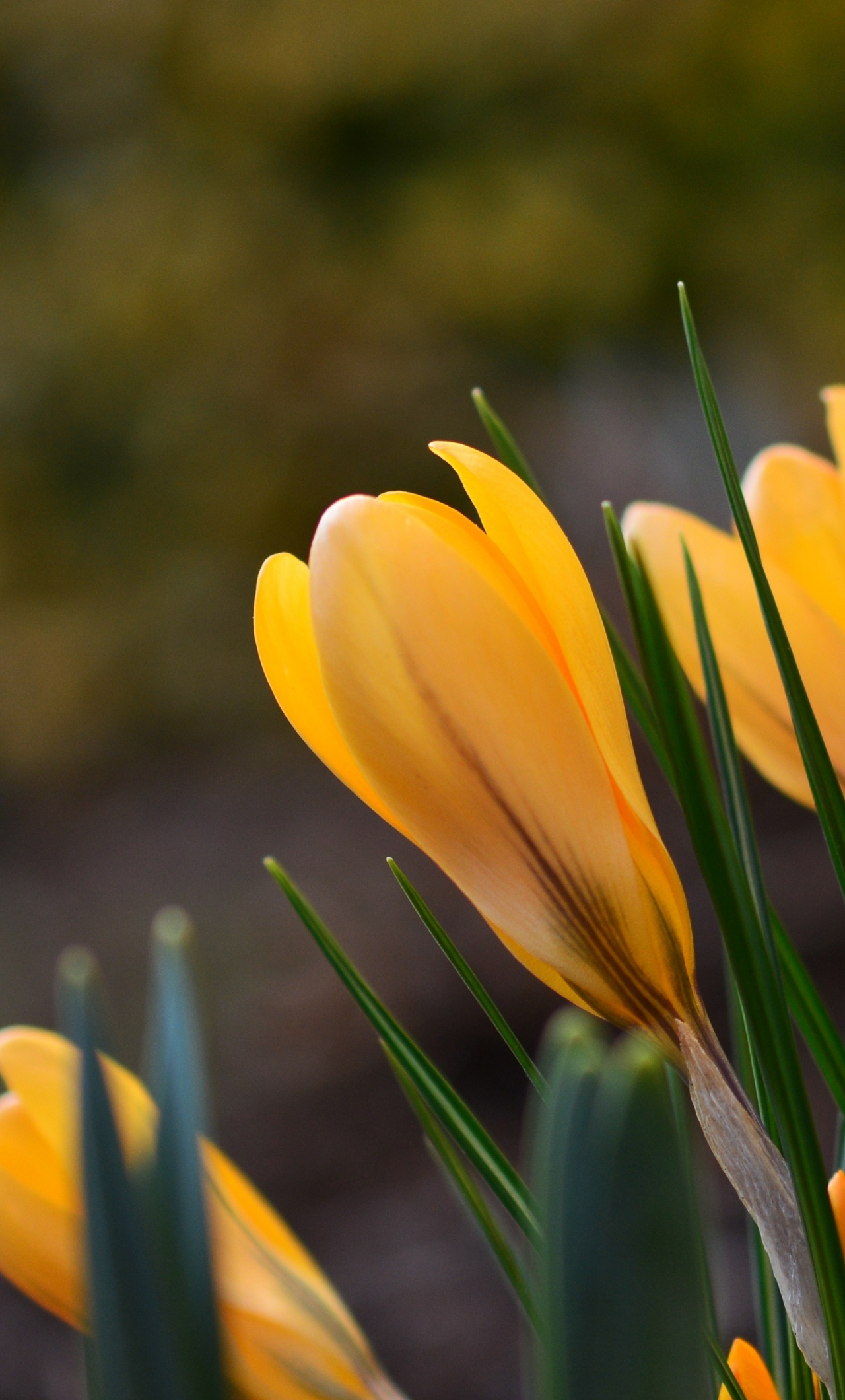 Download wallpaper 1280x2120 yellow crocus, close up, plants, grass ...