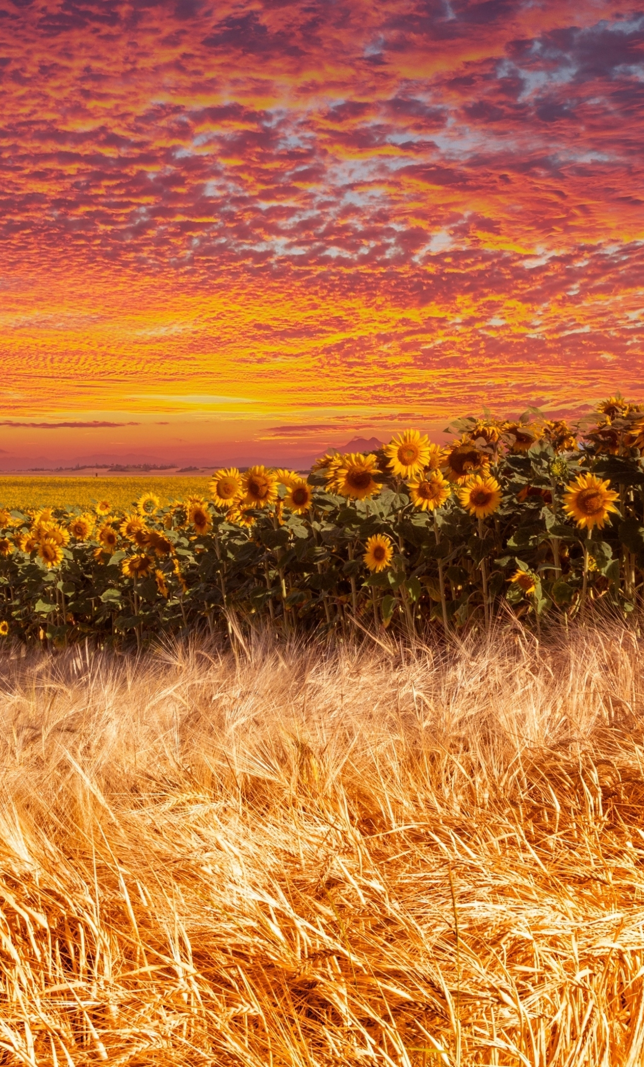 Wheat and sunflower farm, sunset, 1280x2120 wallpaper