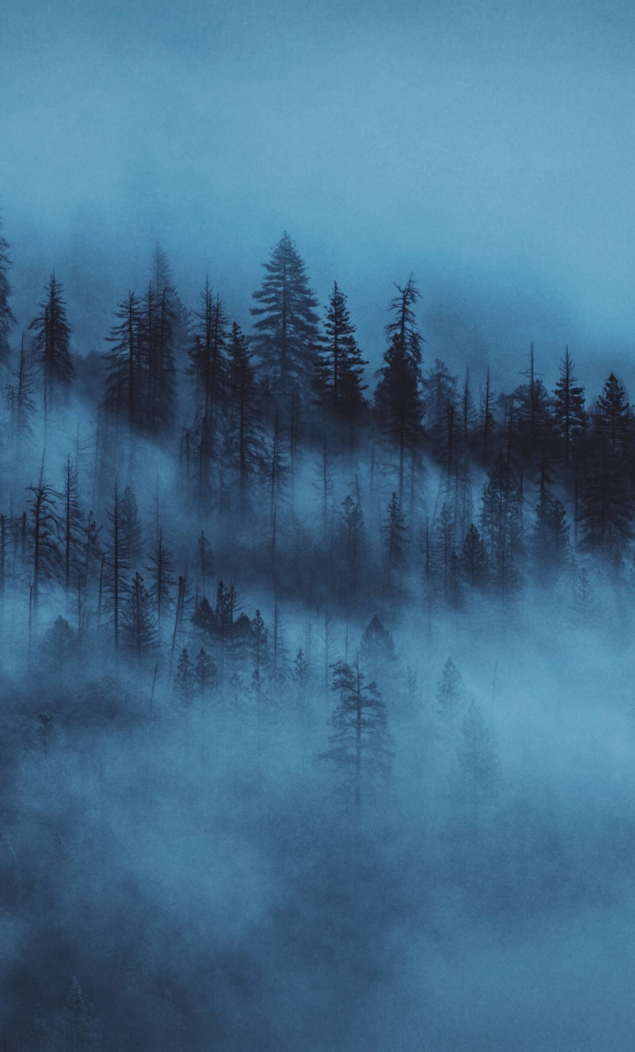 Download wallpaper 938x1668 forest fog dark trees gloomy iphone  876s6 for parallax hd background