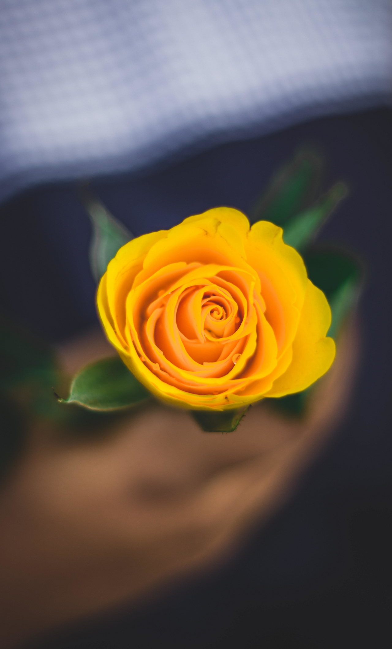 Download wallpaper 1280x2120 yellow rose, portrait, iphone 6 plus,  1280x2120 hd background, 23643