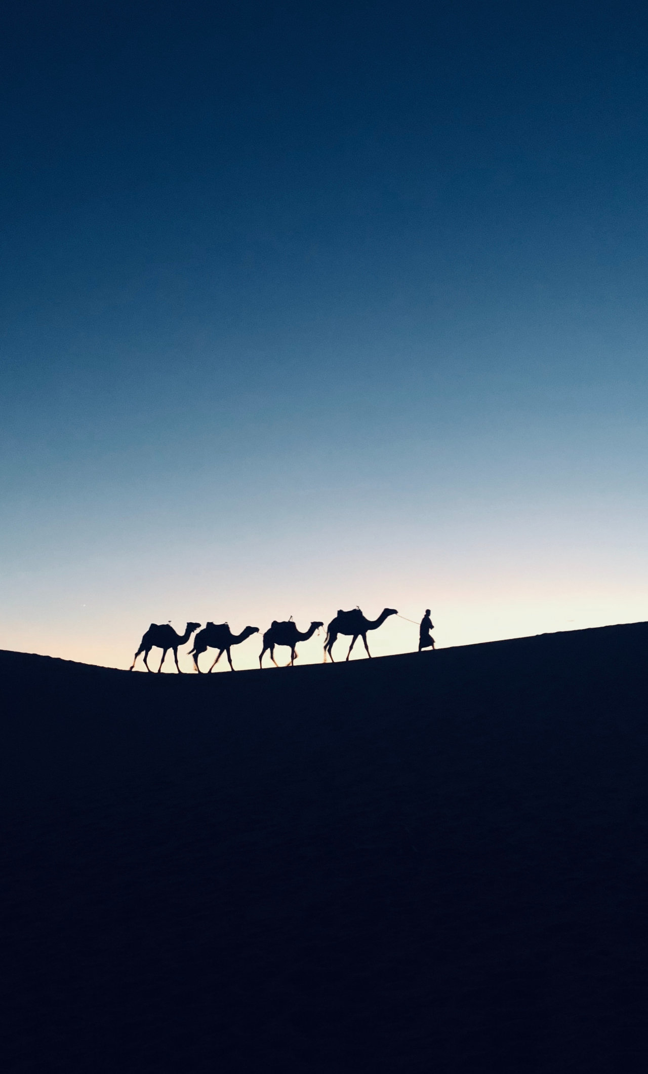 Silhouette, sunset, camel, Morocco, 1280x2120 wallpaper