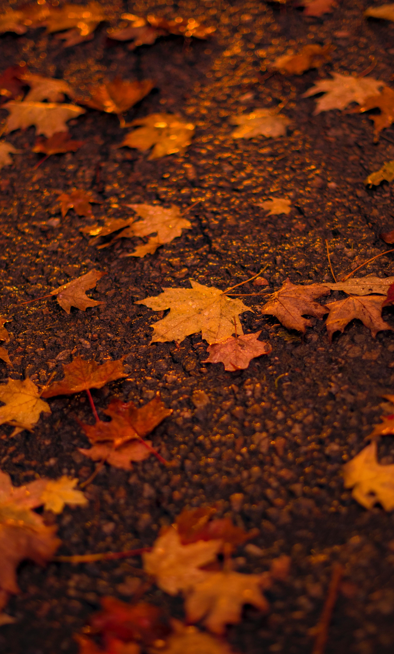 Chiếc lá phong với hình dáng độc đáo và màu sắc sặc sỡ đã trở thành biểu tượng của mùa thu. Nếu bạn yêu thích mùa này thì không thể bỏ qua những hình ảnh maple leaf tuyệt đẹp ở bộ sưu tập của chúng tôi!
