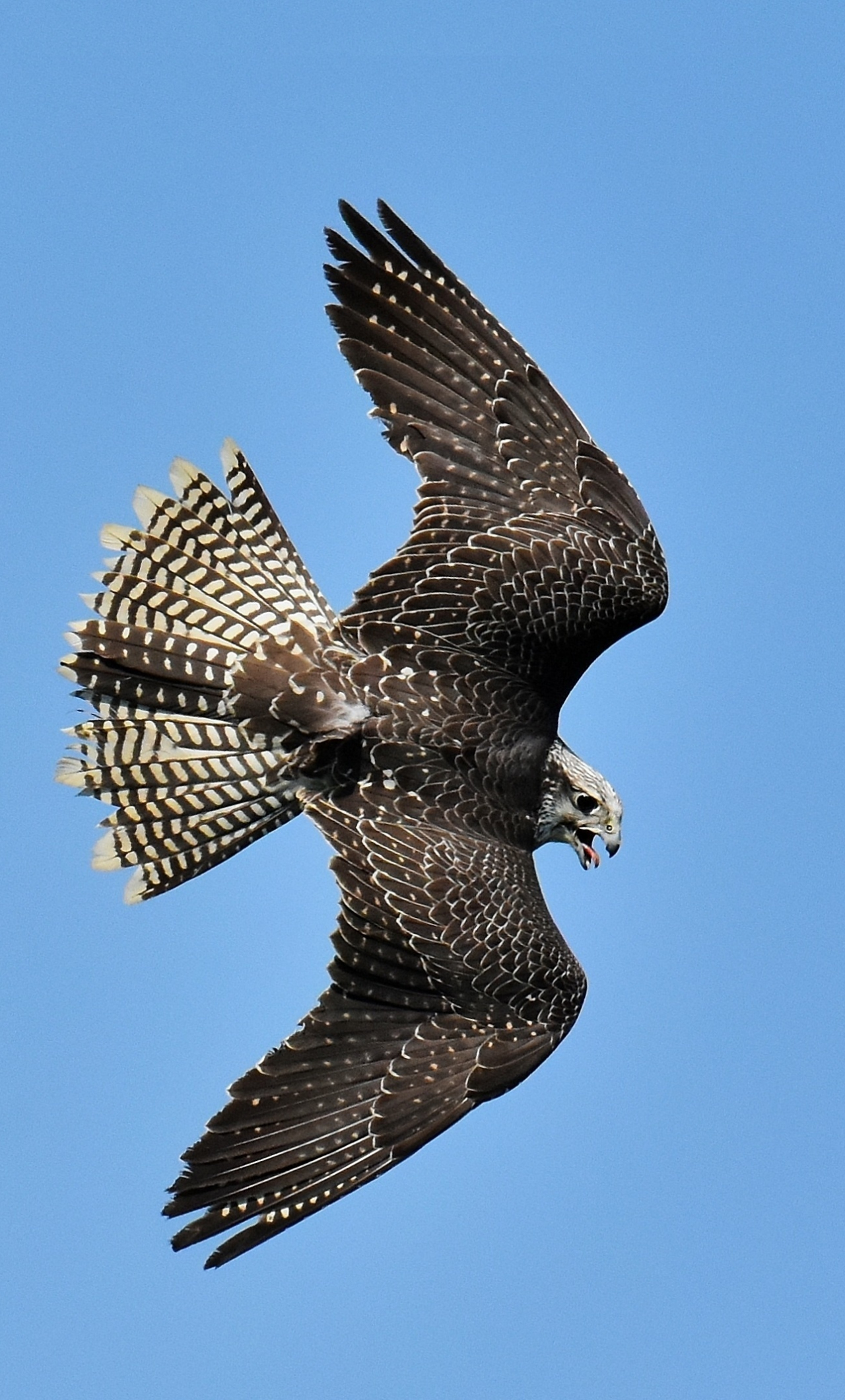 Download Predator Bird Eagle Falcon 1280x21 Wallpaper Iphone 6 Plus 1280x21 Hd Image Background 7114
