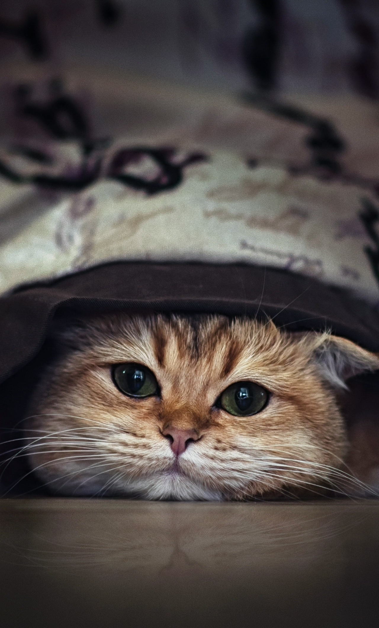 Download wallpaper 1280x2120 cute, feline, cat, iphone 6 plus, 1280x2120 hd  background, 24776