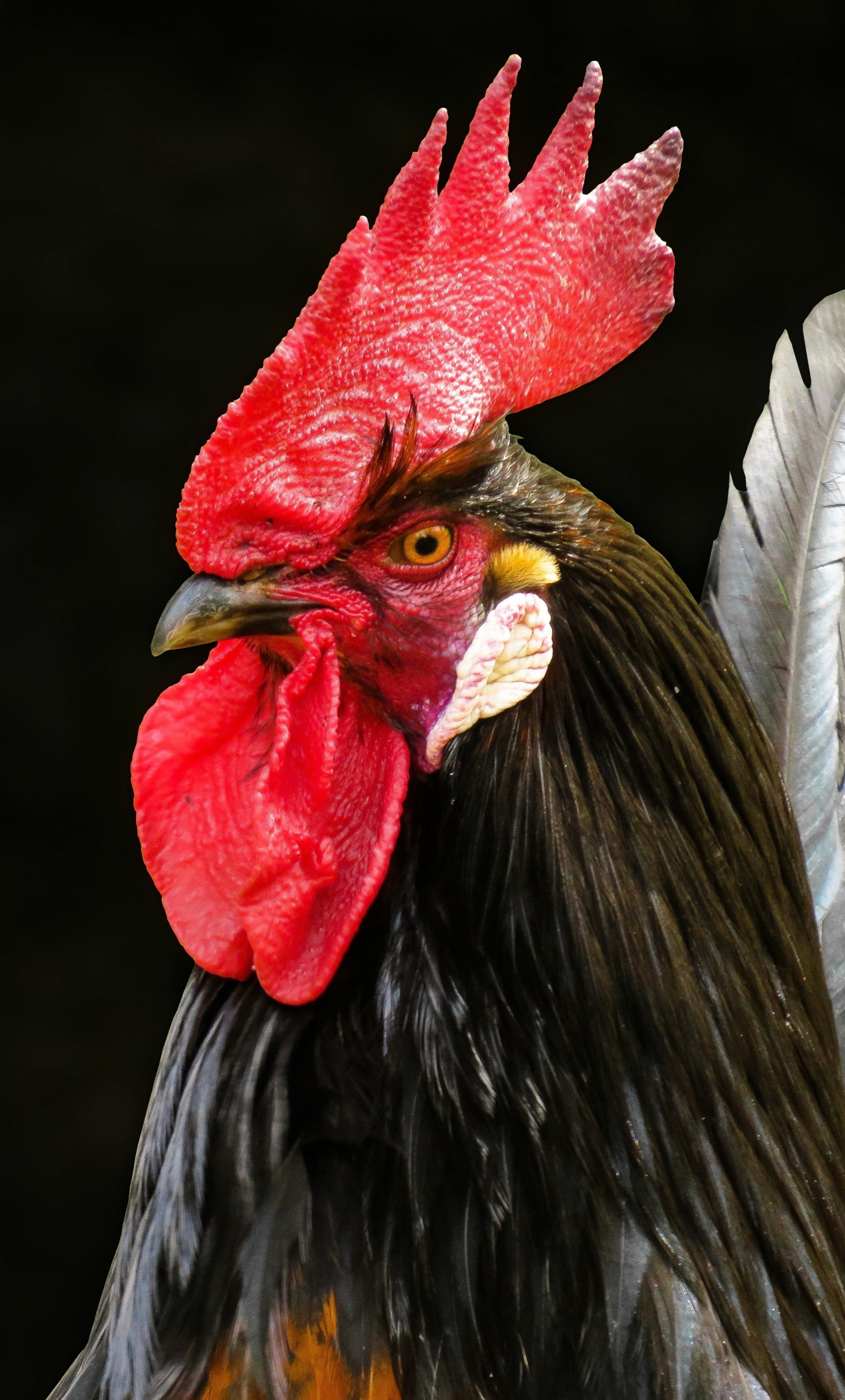 1316437 Rooster HD  Rare Gallery HD Wallpapers
