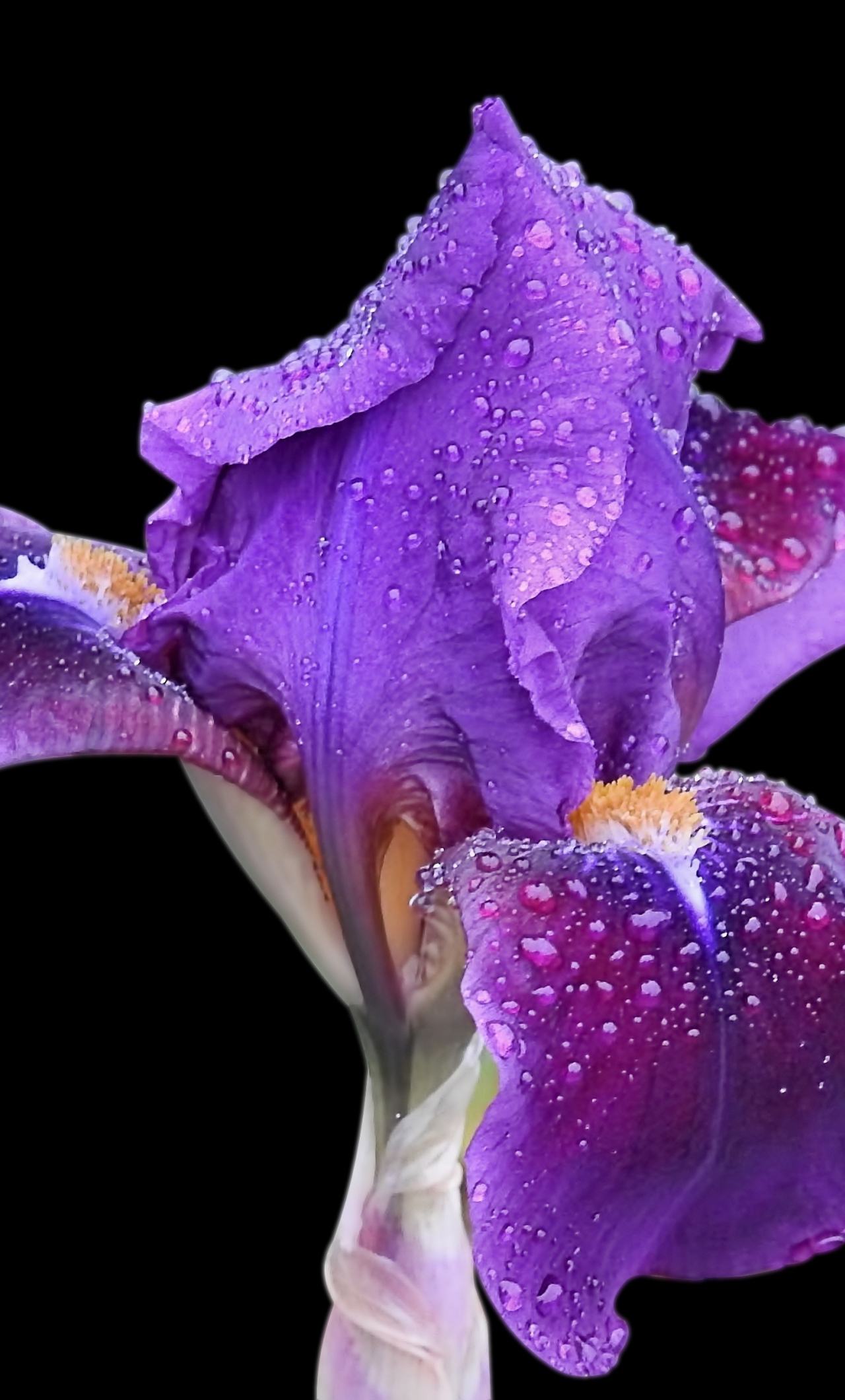 Iris Wallpaper • Floral Botanical Wallpaper • Milton & King USA